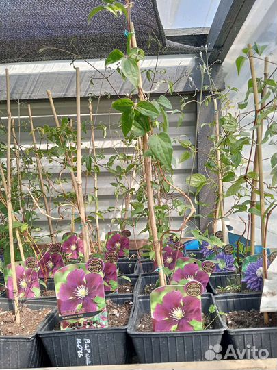 Клематис Варшавская Ночь