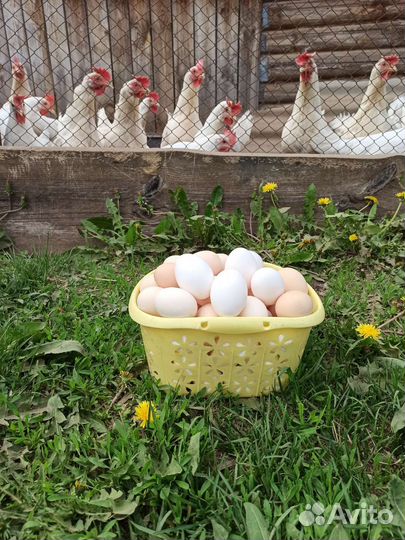 Деревенские яйца