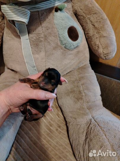 Йоркширский терьер щенки готовы к бронированию