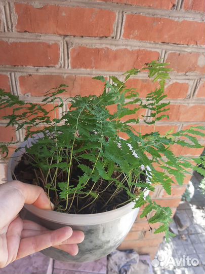 Юкка комнатная пальма, эсхинантус кактус