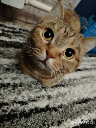 Кошка в дар