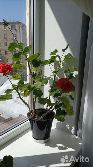 Комнатные растения