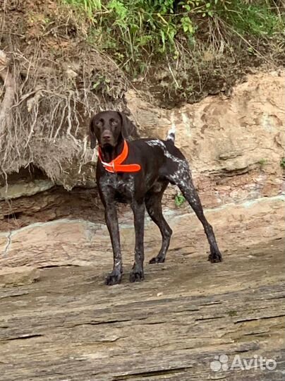 Щенки курцхара