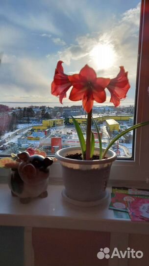 Гиппиаструм