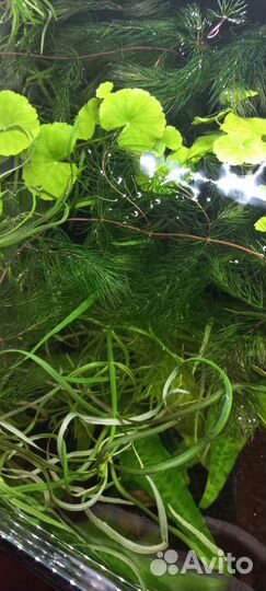 Роголистник. Аквариумное растение