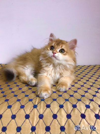 Британский мальчик