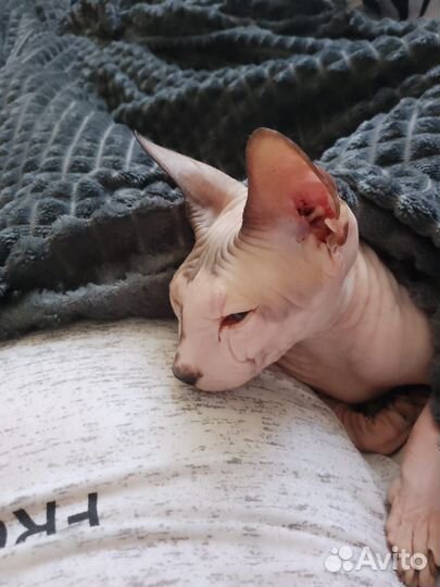 Случка кошки сфинкс