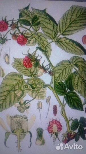 Листья в чай