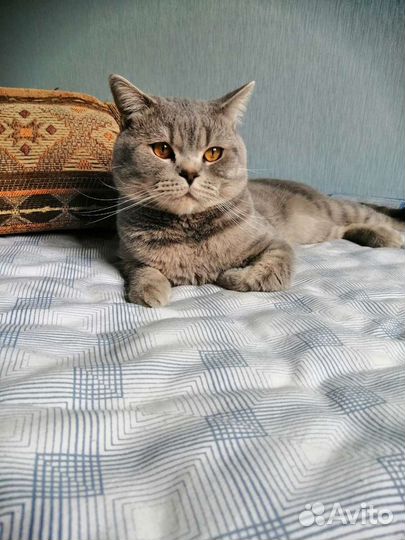 Британский кот вязка