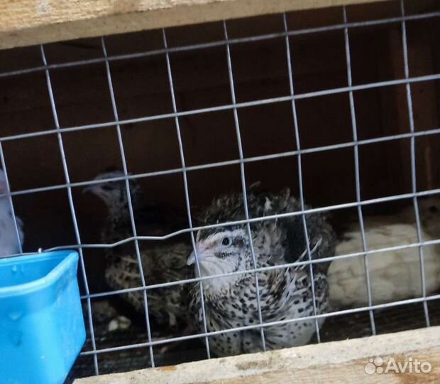 Перепёлки и перепелиные яйца