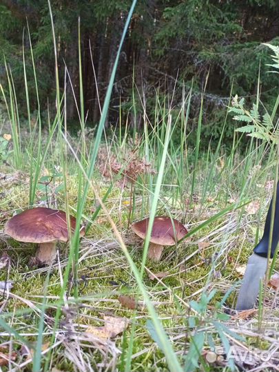 Грибник, сопроводник