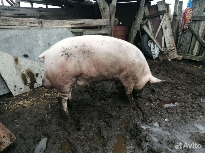 Хряк на племя
