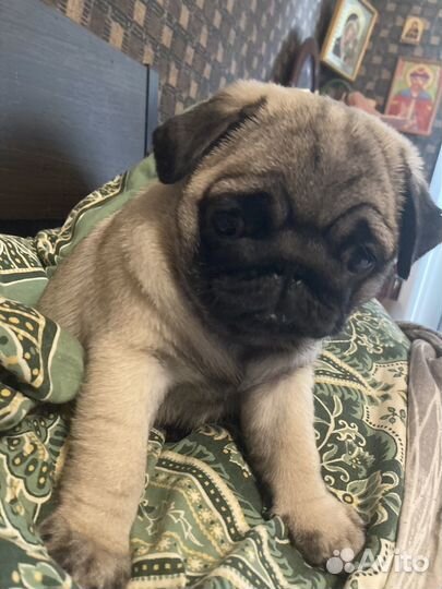 Шенки Мопсов