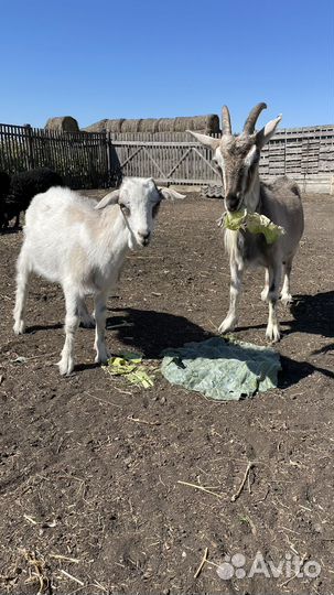 Альпийские козы