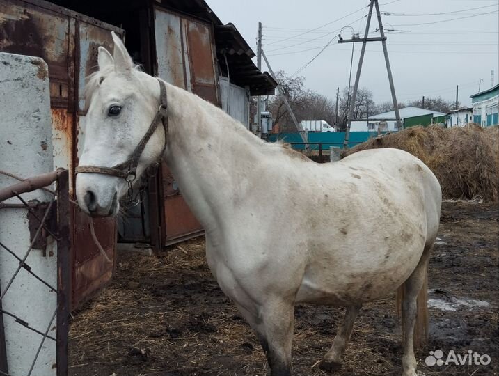 Лошадь с жеребенком