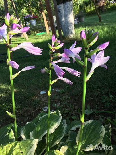 Хосты 3 сорта