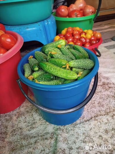 Огурцы домашние, помидоры