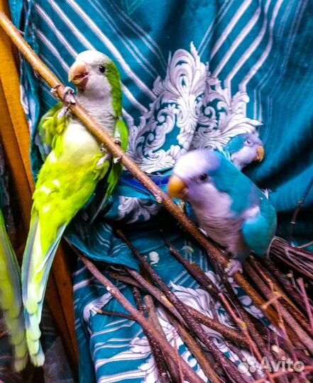 Попугай монах квакер, Александрийский(Пирурра) пте