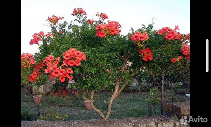 Лиана кампсис