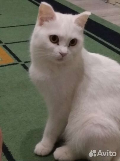 Котята от красавицы мамы 