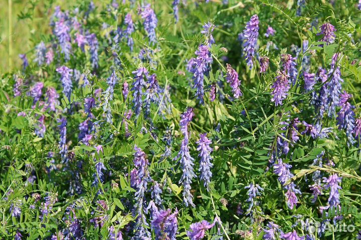 Сидераты. Смесь Овес Вика