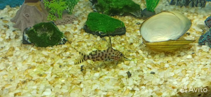 Сом синодонтис