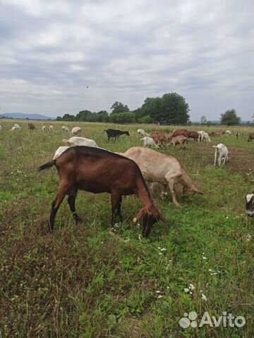 Козы Чешские, Зааненские