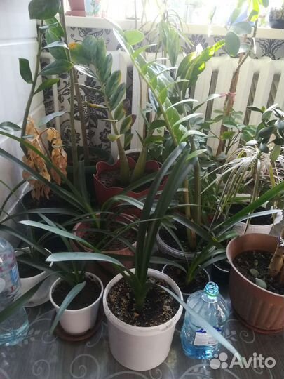 Комнатные растения