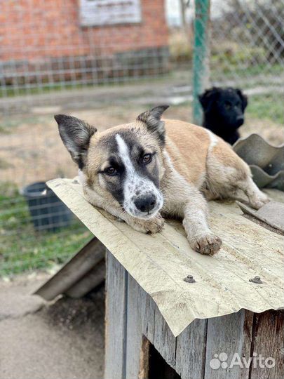 Отдам в добрые