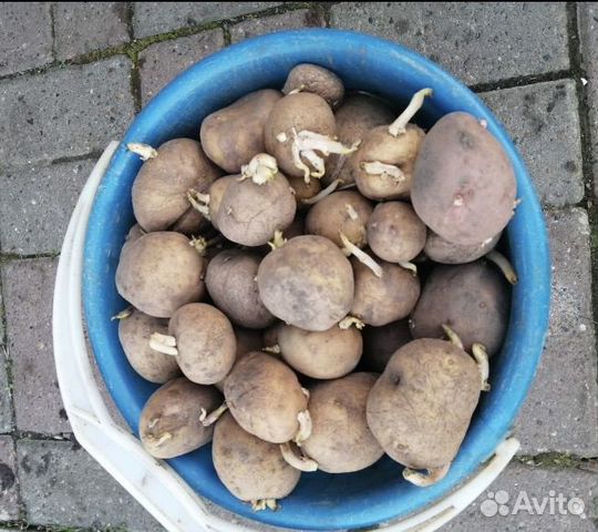 Семенной картофель купить в Нижнем Новгороде | Товары для дома и дачи ...