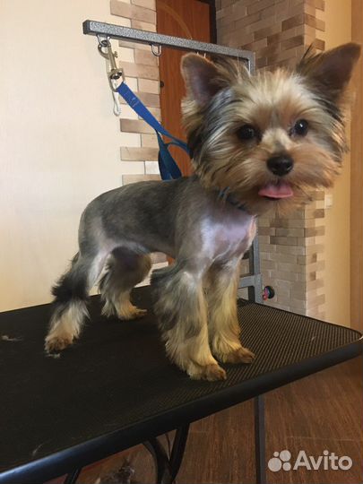 Услуги грумера