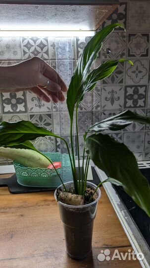 Спатифиллум