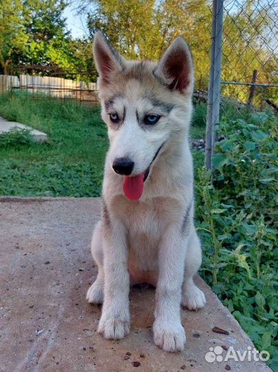 Сибирский хаски