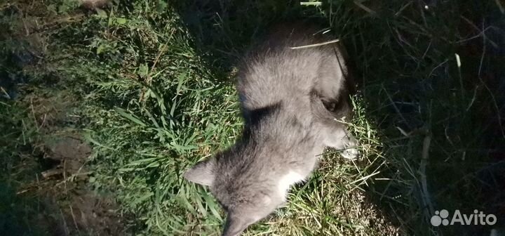 Продаю котёнка