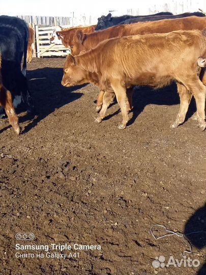 Тёлки 23года