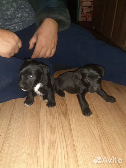 Отдам двух щенков в добрые руки