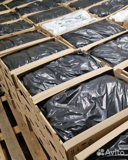 Саженцы сосны зкс