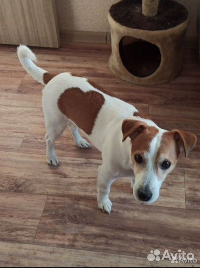 Щенки Джек Рассел терьера