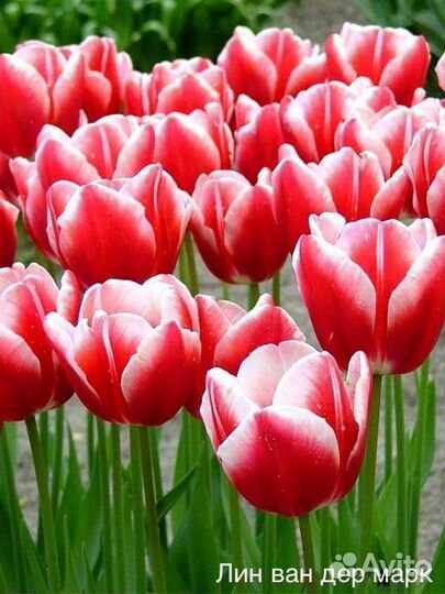Тюльпаны к 8 марта оптом