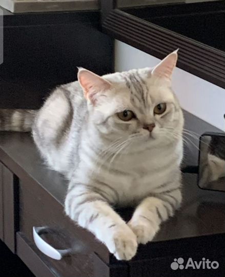 Шотландские прямоухие котята