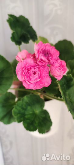 Пеларгонии сортовые