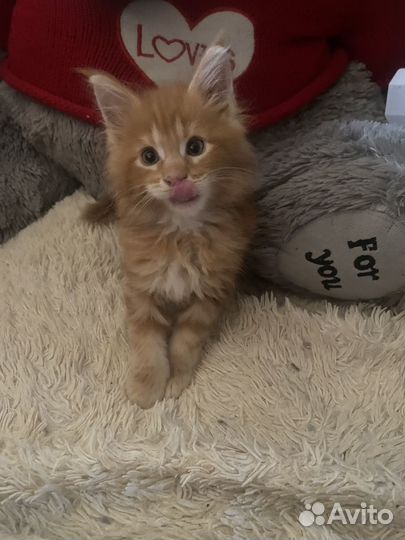 Котята мейн–куны:)