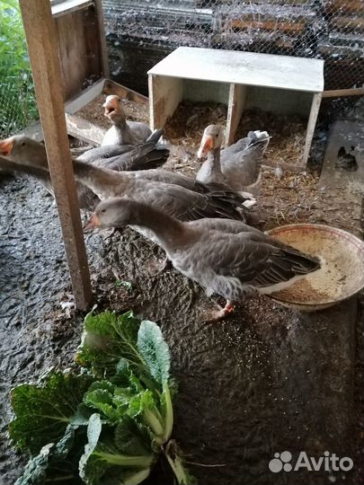 Гуси крупный серый