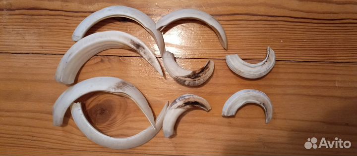 Клыки дикого кабана