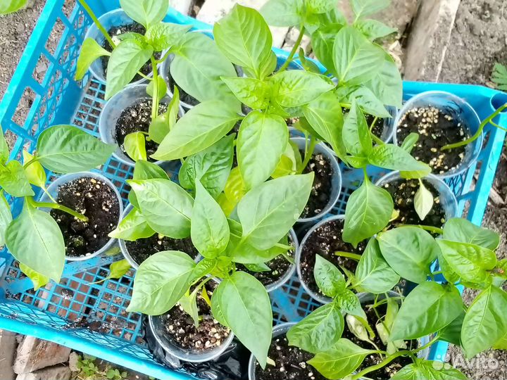 Рассада перца