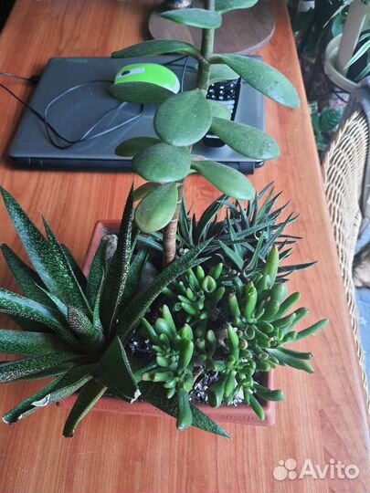 Монстера, филодендроны, сциндапсус