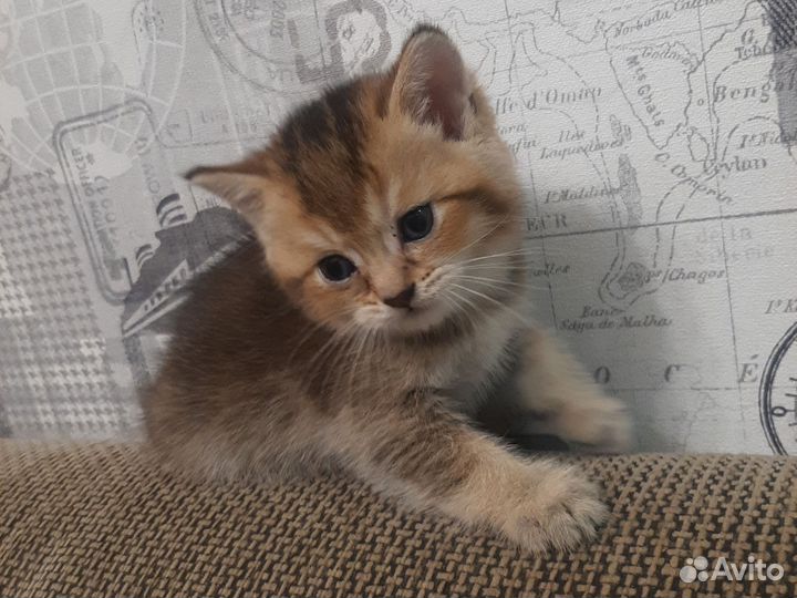 Шотландские котята