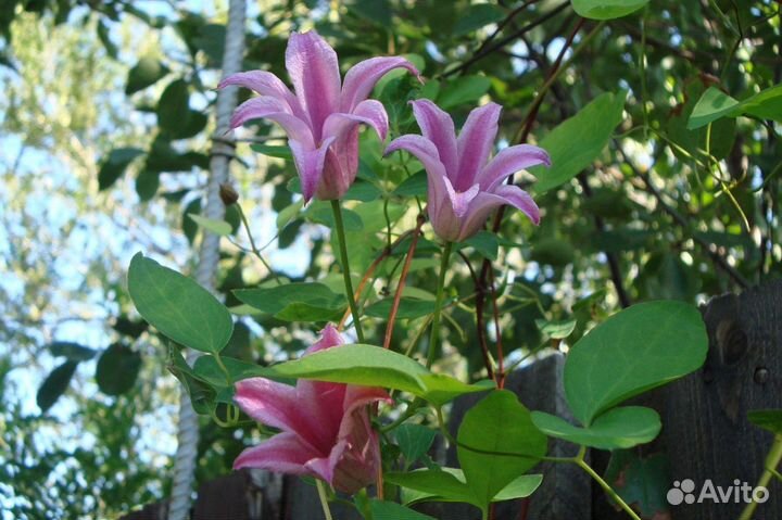 Садовые декоративные растения