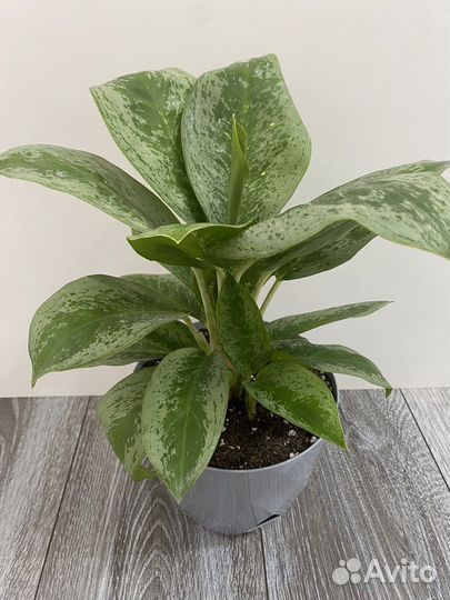 Аглаонема Лимон Минт