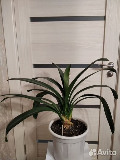 Кливия (лилия )